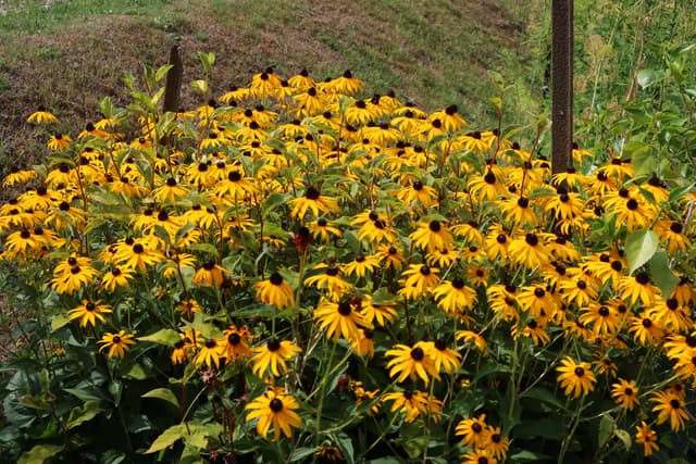 Lake Como IMG_6441.jpg