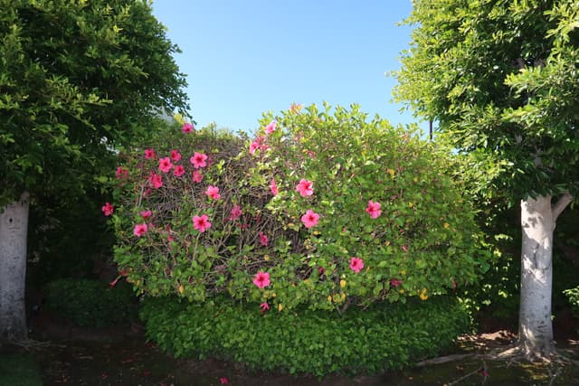 Los Ángeles IMG_1712.jpg