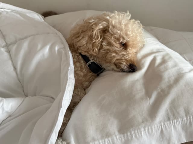 Sin clasificar 65d75898-09d0-4a97-b9cb-bc1ad55b5ced.jpg